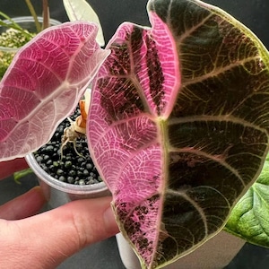 Alocasia Watsoniana Pink Doff - Tissue Culture TC Plantlet ( US SELLER)