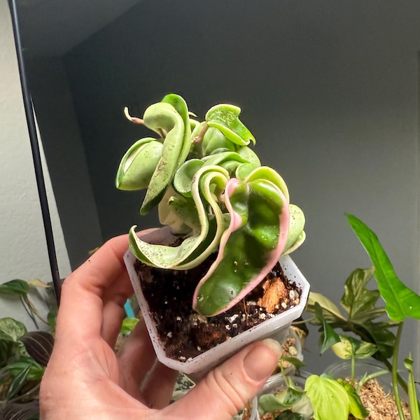 Variegated Hoya Hindu Rope - Hoya Compacta (US SELLER)