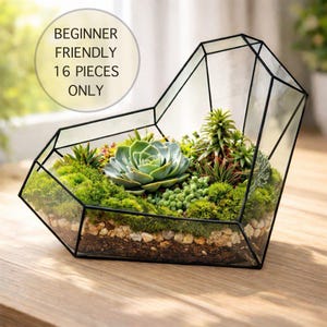 sansevieria masoniana whale fin Whale Fin Snake Plant 6"