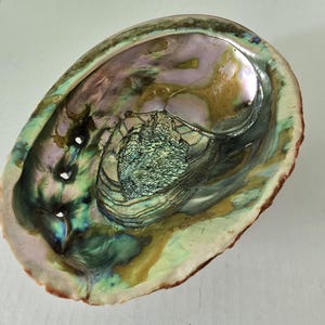 May include: An iridescent abalone shell with a pearlescent interior. The shell displays a range of colors, including green, blue, purple, and gold. The outer edge is a reddish-brown color. The shell has a natural, organic shape and texture.