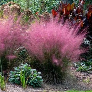 May include: A vibrant display of pink muhly grass in a garden setting. The feathery, cloud-like blooms create a soft, textured appearance, contrasting with the green foliage below. The image captures the natural beauty of the ornamental grass.