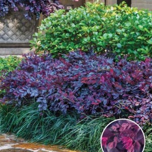 May include: A vibrant garden scene featuring a variety of plants. Lush green bushes and grass contrast with the deep purple foliage of a flowering shrub. A stone pathway leads through the garden, showcasing the colorful landscape.