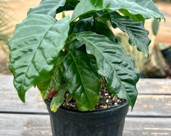 Coffee Plant "Arabica" Live Plant-FREE SHIPPING