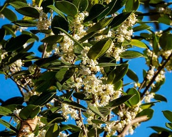 Fudingzhu Fragrant Tea Olive ( osmanthus ) - Live Plant - 1 gallon container