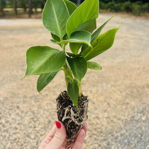Banana Tree (dwarf cavendish) plants - Live Plant-8-10&quot;-FREE SHIPPING