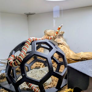 Könnte beinhalten: Eine dreifarbige Schlange mit Bändern aus roten, schwarzen und gelben Schuppen, die auf einer schwarzen, hohlen, geometrischen Kugelstruktur ruht. Die Schlange ist mit erhobenem Kopf positioniert und die Struktur steht auf braunen Holzspänen.