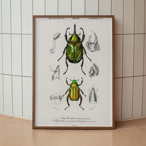 Beetle Wall Art Printable – Vintage Insect Illustration – Natural History Print – Entomology Decor – Digital Download