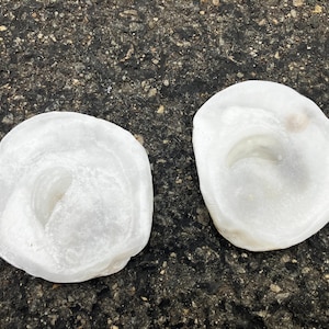 May include: Two white, shell-shaped objects with a textured surface. The shells have a rounded shape with a central indentation. The shells are set against a dark, speckled background.