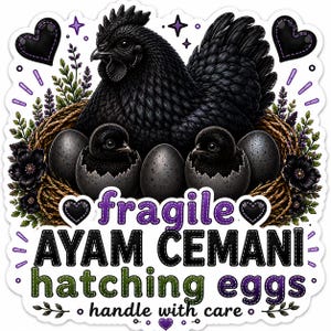 May include: A sticker featuring a black Ayam Cemani hen sitting in a nest with two chicks hatching from black eggs. The text reads fragile AYAM CEMANI hatching eggs handle with care. The design includes black hearts, purple stars, and green foliage.