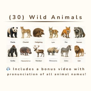 リアルな野生動物のフラッシュカード30枚 – 高解像度印刷可能PDF – モンテッソーリ教育風 – 水彩画教育カード
