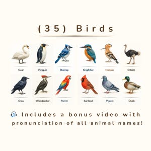 35 realistische vogelflashkaarten – afdrukbare pdf met hoge resolutie – op montessori geïnspireerd – educatieve aquarelkaarten voor kinderen