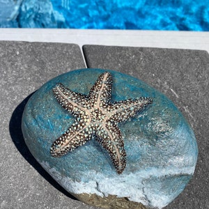 Starfish on shore