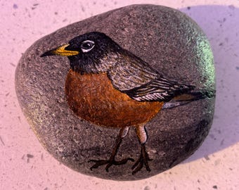 American Robin on rock