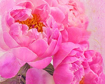 Peony in Bloom