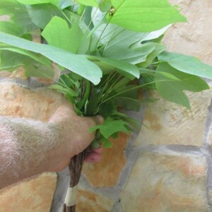 12inch  Tall Yellow TulipTree seedlings Qty 15 Naturally sprouted, Rooted Starters Priority Mail Delivery shipping for Protection
