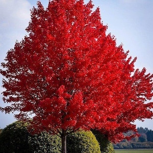 May include: A vibrant red maple tree with lush foliage in full autumn color. The tree is in a landscape setting with green bushes in the foreground.