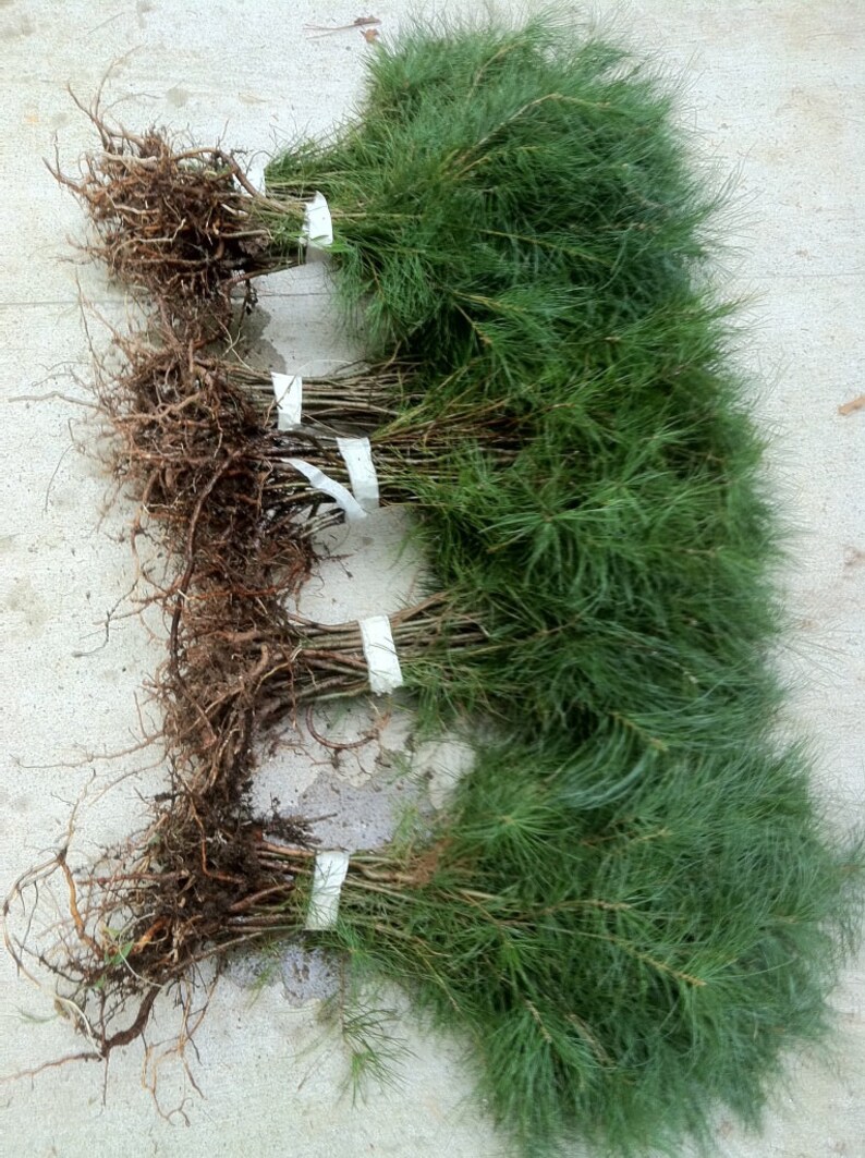 Nursery White Pine Tree Seedlings 6 8 Inches Tall 30 Boxed Etsy