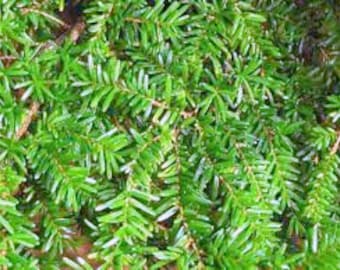 Qty-25 Eastern Hemlock Evergreen starter seedlings  6-9 inches tall  this item SHIPS Boxed Priority Mail Shipping  year round