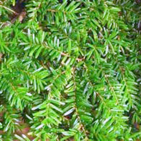 Qty-2 Eastern Hemlock Evergreen starter seedlings 15 inches tall    Boxed Priority Mail Shipping