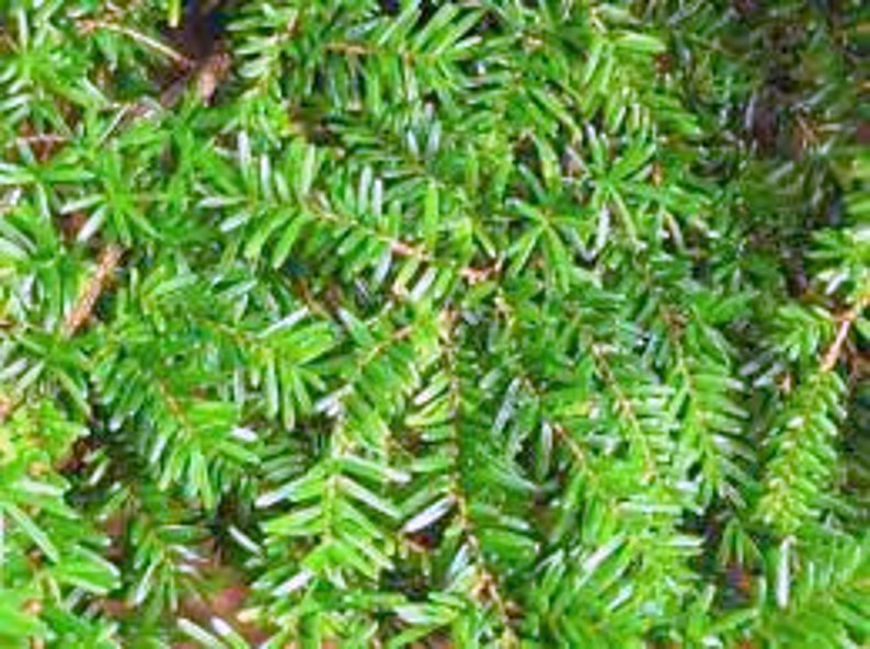 Qty-44 Eastern Hemlock Evergreen starter unrooted cuttings for propagation 6-8 inches size Boxed Priority Mail Shipping for protection image 3