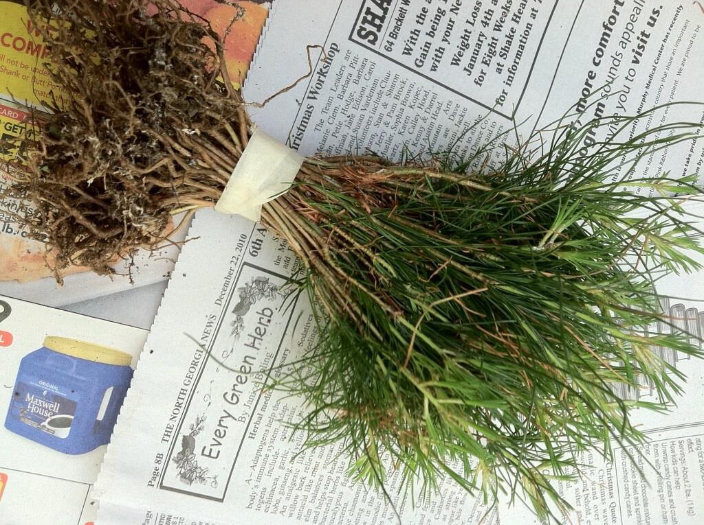 22 Nursery Bulk Seedlings White Pine Tree Starter Seedlings Etsy