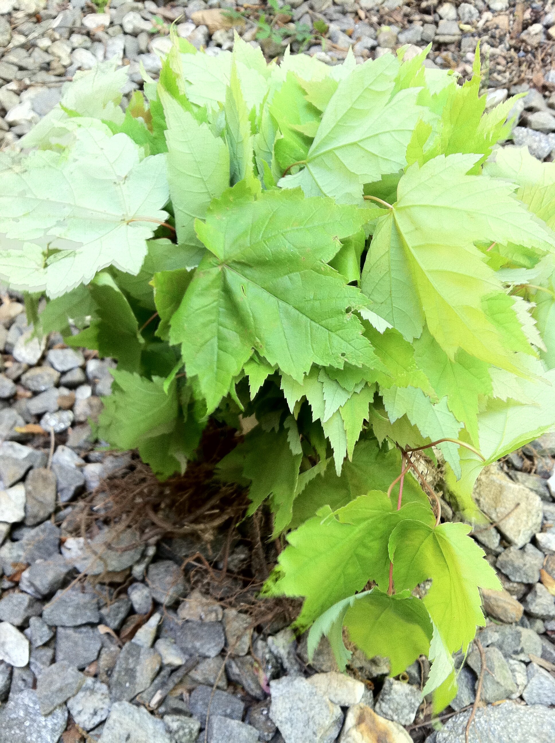 RESERVE Your SPRINGTIME 2026 FOLIAGE 30 Red Maple Nurserytransplant ...