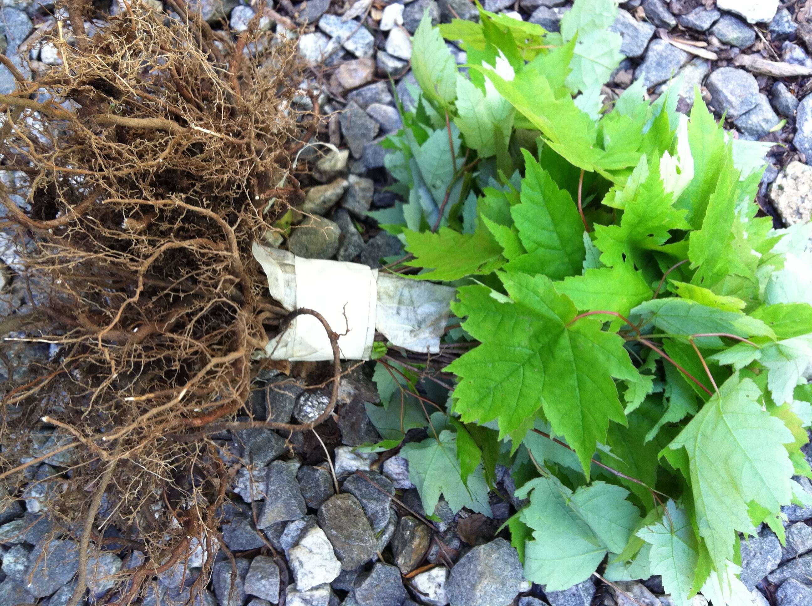 RESERVE Your SPRINGTIME 2026 FOLIAGE 30 Red Maple Nurserytransplant ...