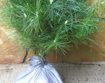 White Pine Starter Tree Bundle - 3 Foot - 8 Trees - Great for Growing Windbreaks or Privacy Hedges , Pine Forest