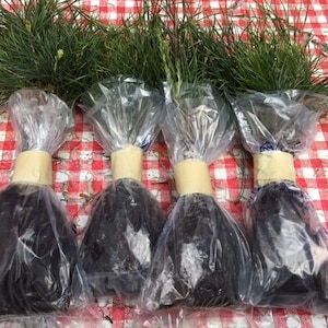 Wedding Favors- White Pine seedlings Qty-60 Naturally Sprouted Rooted Starters 6&quot;-8&quot;inch Tall