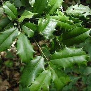 American Holly  unrooted cuttings 8 - 10 inches long for propagation Qty-25