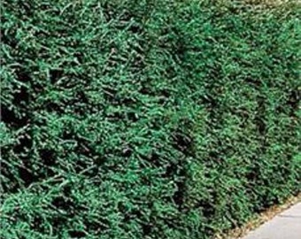 5ft tall Eastern Hemlock evergreen plus free bonus 15" hemlock seedling