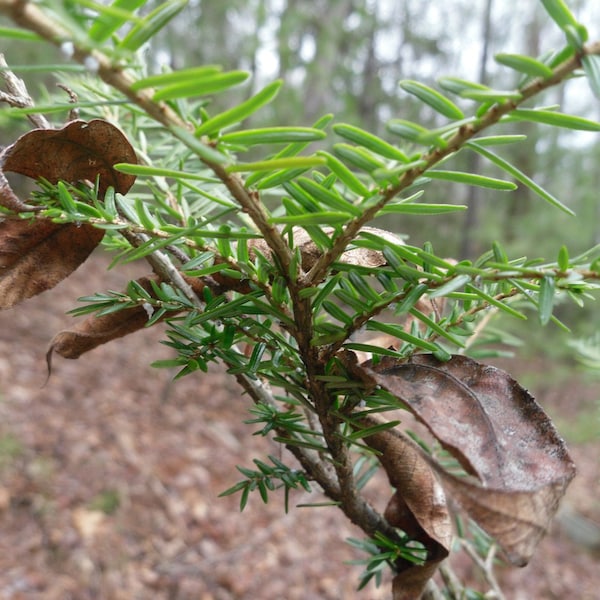 Qty- 15 Eastern  Hemlock Evergreen Tree Seedling Transplants Ships Boxed Priority Mail Shipping for Protection