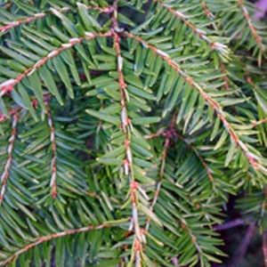 Qty-1 Eastern Hemlock Evergreen starter seedlings 25 inches tall  this item SHIPS year round Priority Mail Delivery shipping for Protection