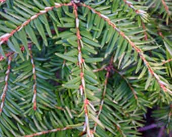 Qty-1 Eastern Hemlock Evergreen starter seedlings 60 inches tall  this item SHIPS  year round