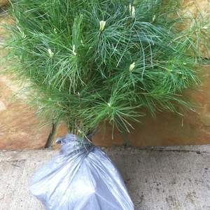 May include: A potted pine tree with green needles and small white flowers. The tree is wrapped in a gray plastic bag.