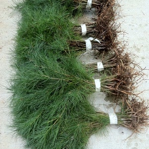 May include: Five bundles of bare root pine tree seedlings with their roots wrapped in burlap and tied with white twine. The seedlings are ready to be planted.