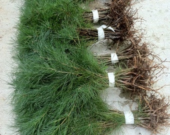 25 White Pine Starter Trees  6-10 inch Evergreen Transplant Saplings  Boxed Priority Mail Shipping for Protection