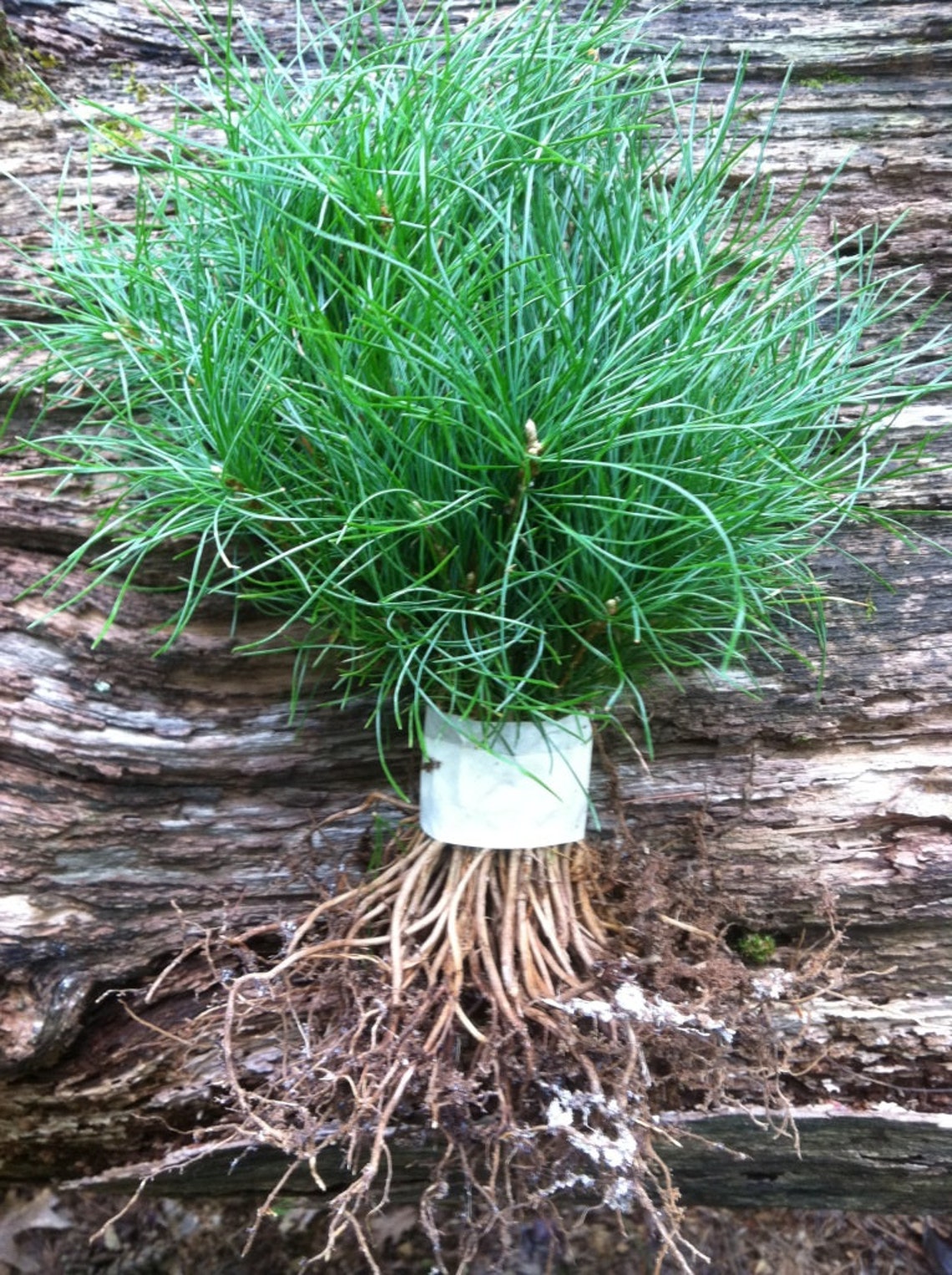 L 22 Nursery Bulk Seedlings White Pine Tree Starter Etsy