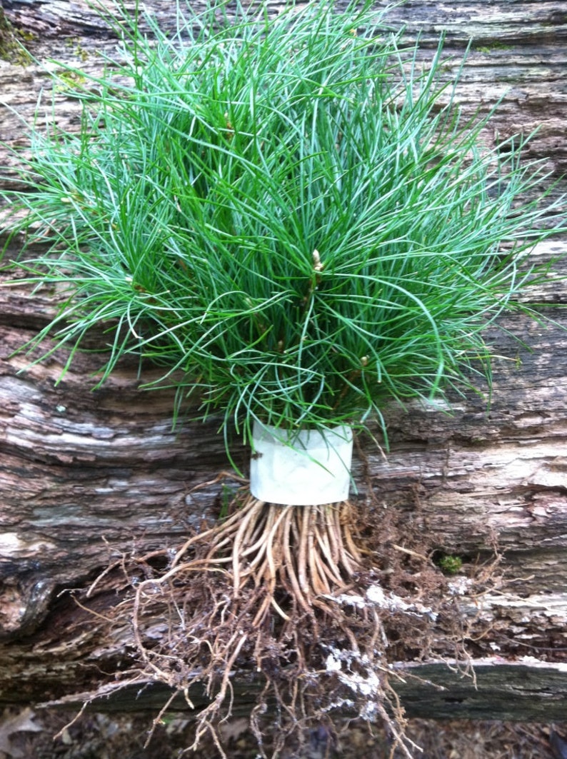 L 22 Nursery Bulk Seedlings White Pine Tree Starter Seedlings Etsy