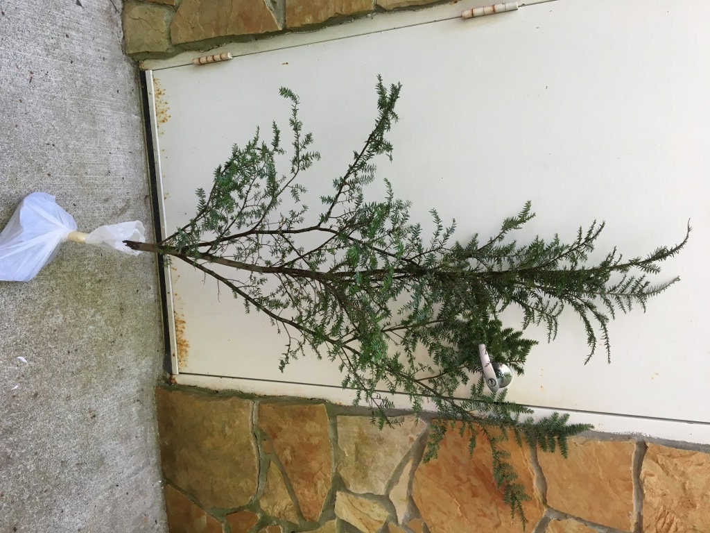 4ft Tall Eastern Hemlock Evergreen Plus Free Bonus 15