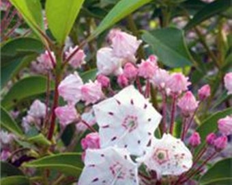 White Flowering Mountain Laurel Qty-32 unrooted cuttings for Propagation 6-8 inches long