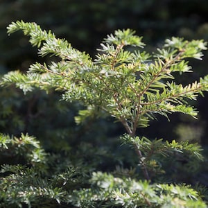 Qty-15 Eastern Hemlock Evergreen starter seedlings  6-9 inches tall Priority Mail Delivery shipping for Protection