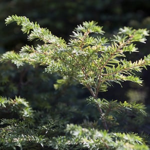 Qty-44 Eastern Hemlock Evergreen starter unrooted cuttings for propagation 6-8 inches size Boxed Priority Mail Shipping for protection image 2