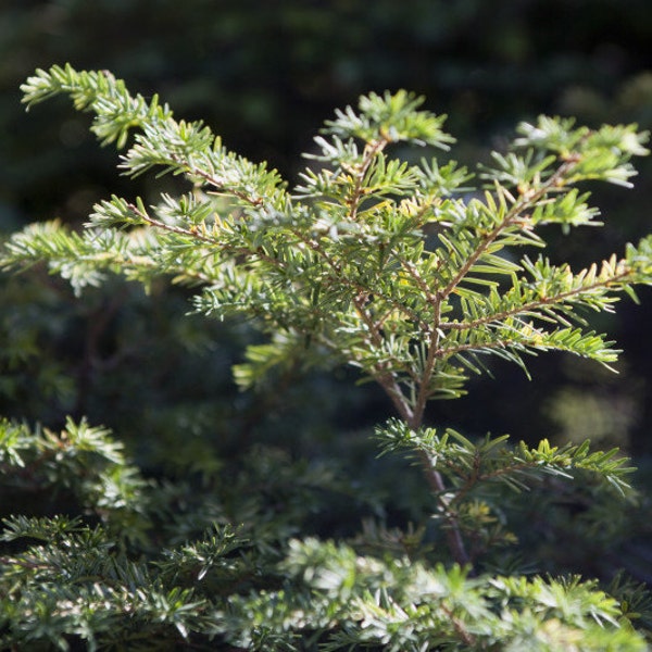 Qty-1 Eastern Hemlock Evergreen starter seedlings 24 inches tall  Boxed Priority Mail Shipping for protection