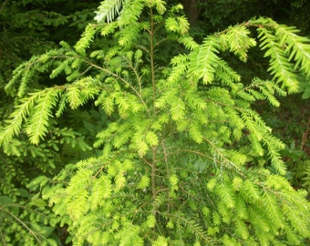 4ft tall Eastern Hemlock evergreen plus free bonus 15" hemlock seedling
