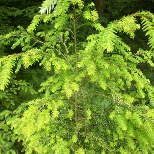 4ft tall Eastern Hemlock evergreen plus free bonus 15" hemlock seedling