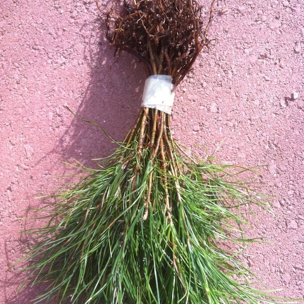 l) 22 Nursery Bulk Seedlings White Pine Tree Starter  Seedlings   4 to 6 inch tall Boxed Priority Mail Shipping