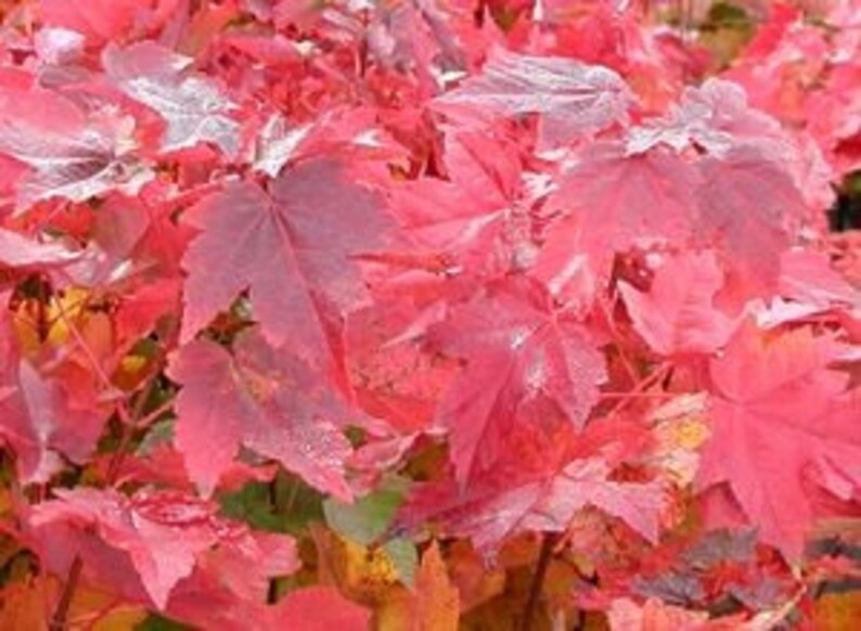 RESERVE Your SPRINGTIME 2026 FOLIAGE 30 Red Maple Nurserytransplant ...