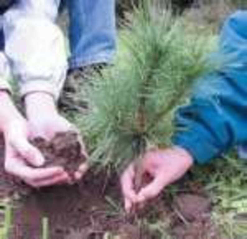 Storm Recovery Transplant Seedlings 20 White Pine Tree 12 inch Etsy