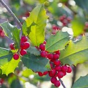 Evergreen American Holly transplant live seedlings  Qty- 6 Free Shipping  this item SHIPS FREE year round